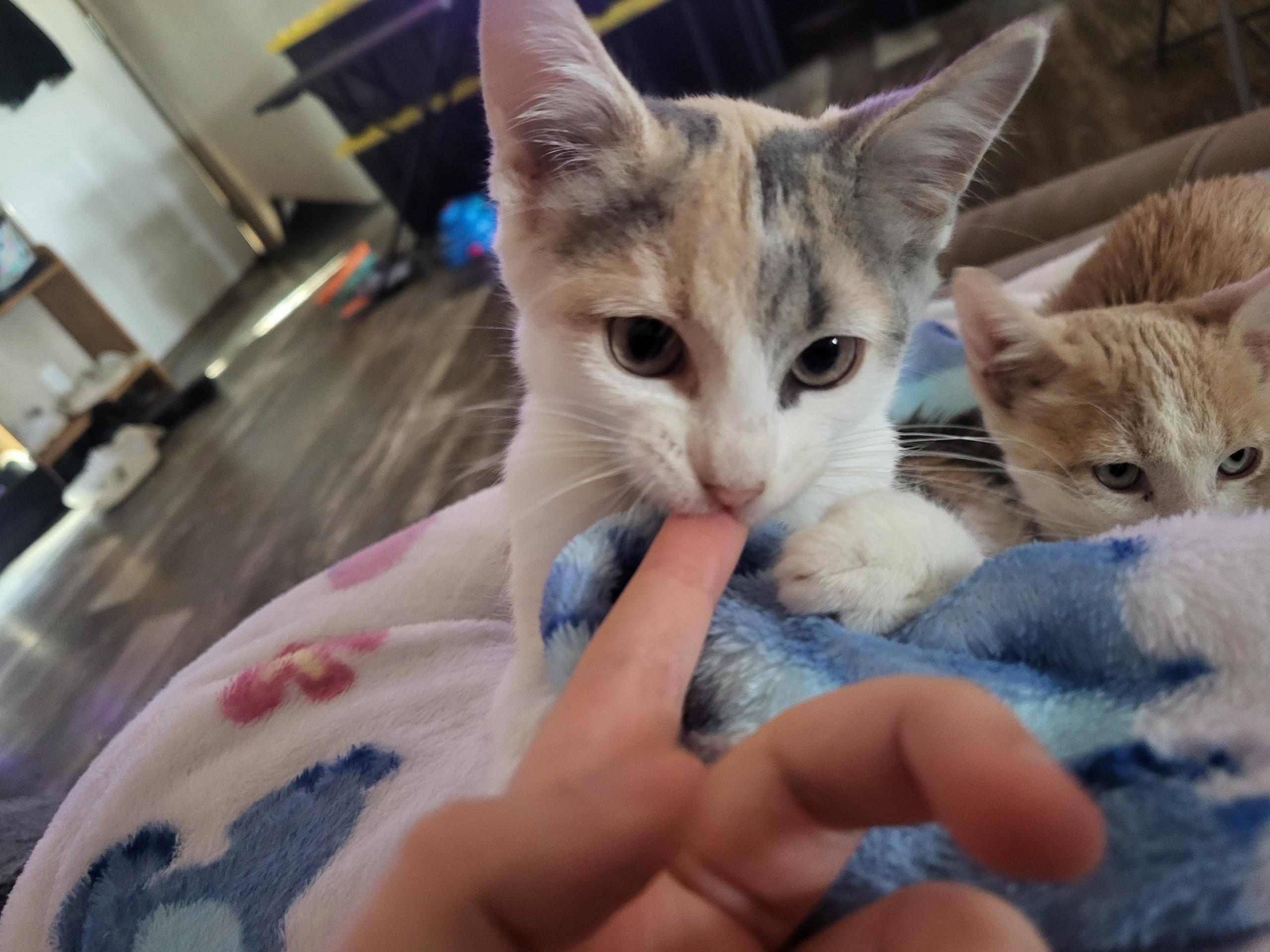 Enlarge Hazelnut , an adopted Dilute Calico in Mabank, TX image 3/5