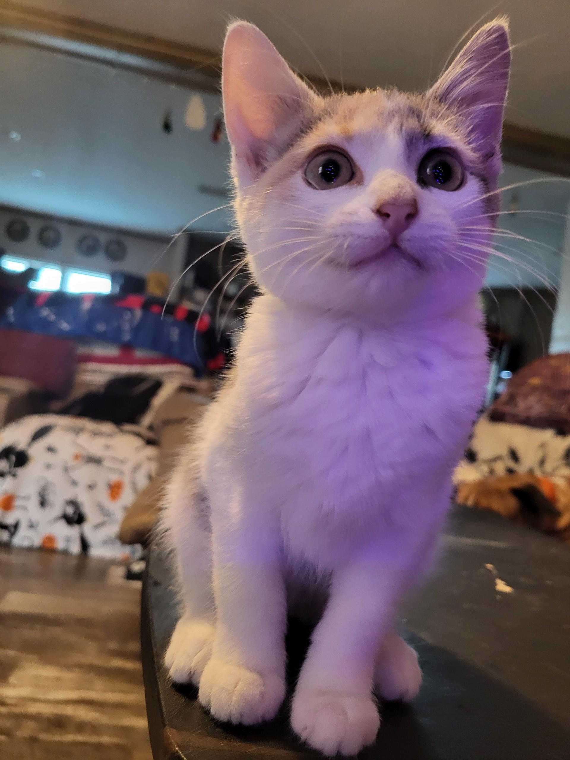 Enlarge Hazelnut , an adopted Dilute Calico in Mabank, TX image 4/5