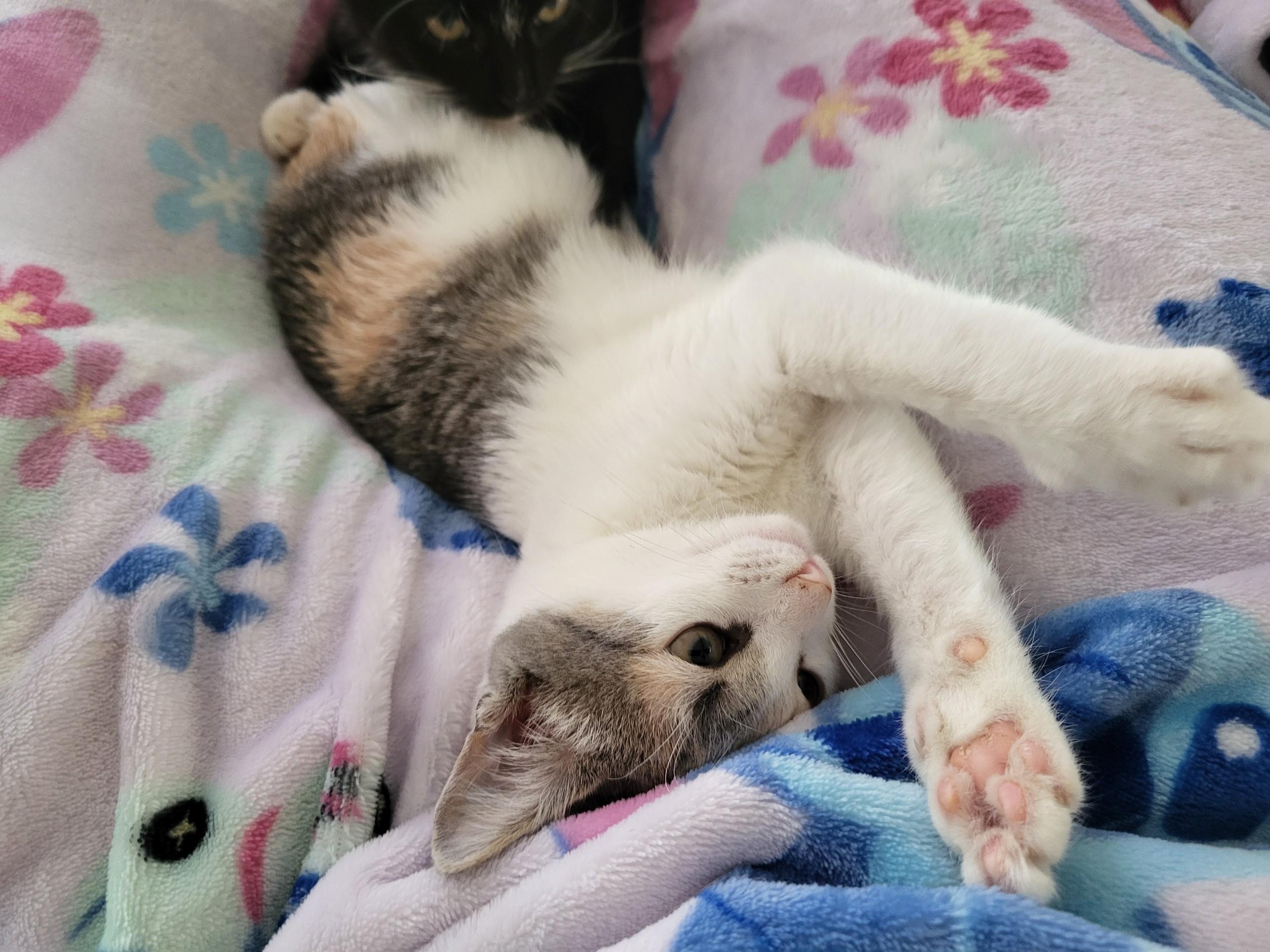 Enlarge Hazelnut , an adopted Dilute Calico in Mabank, TX image 5/5