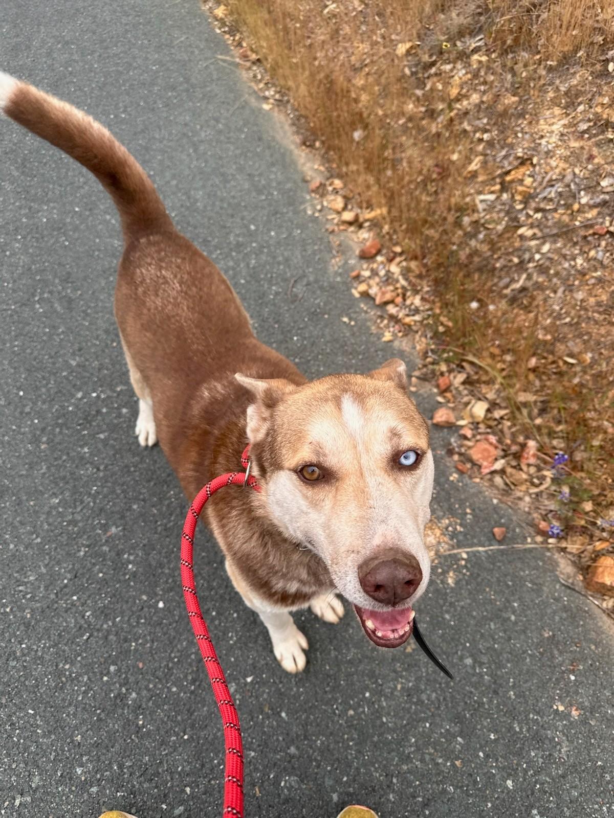 Enlarge Mocha, a Adoptable Siberian Husky in Ione, CA image 2/6