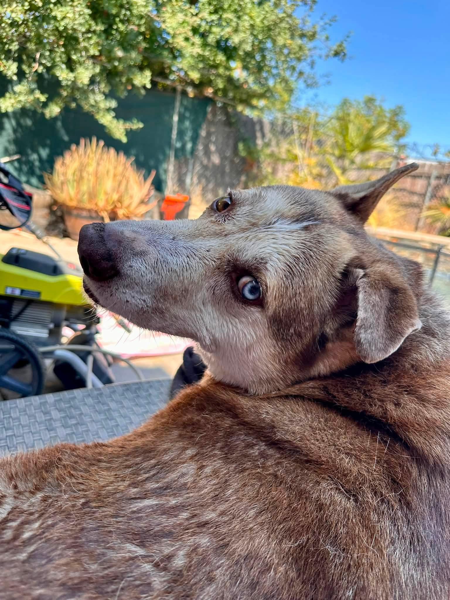 Mocha, Adoptable, Adult Male Siberian Husky.