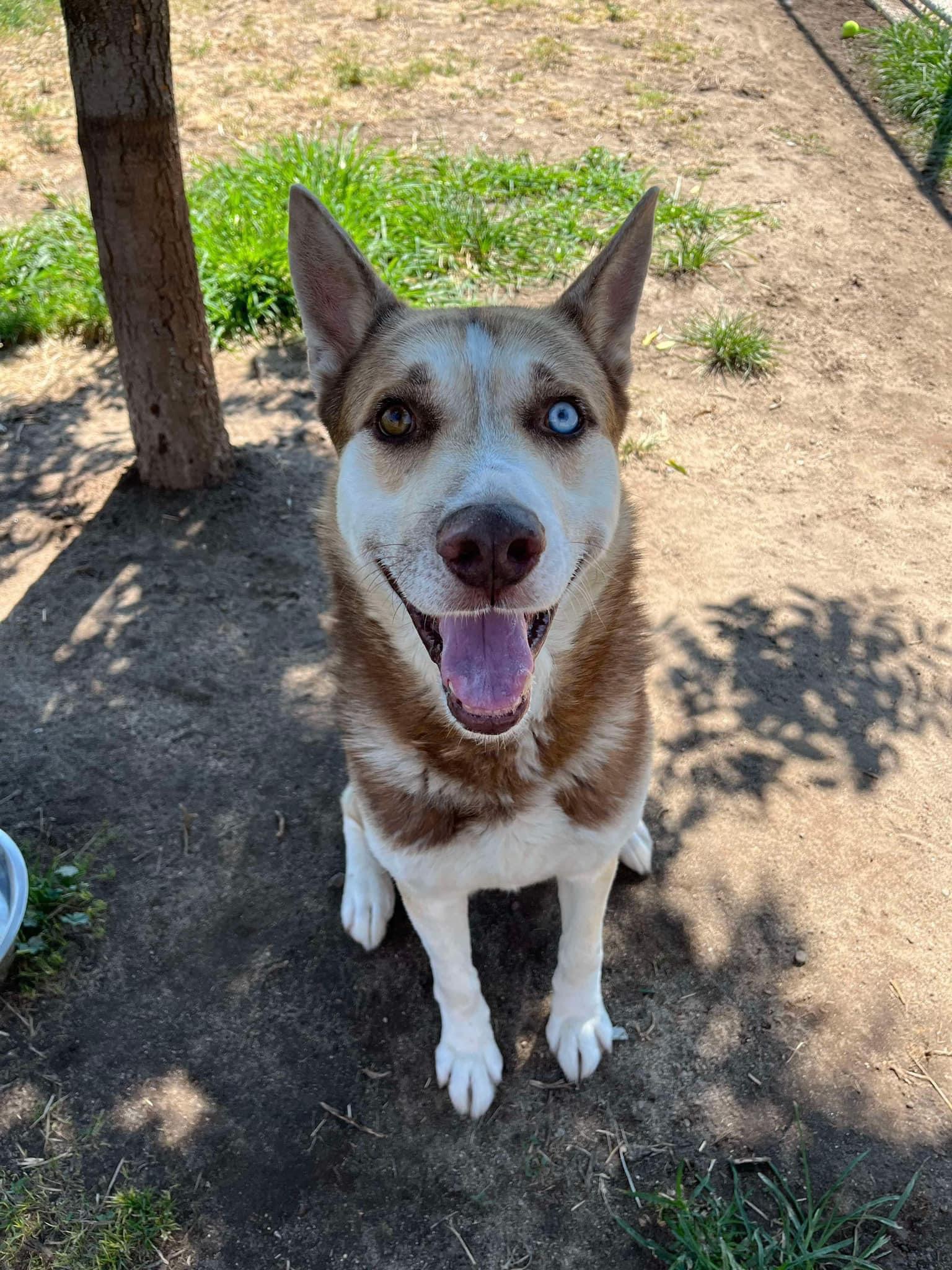 Enlarge Mocha, a Adoptable Siberian Husky in Ione, CA image 5/6