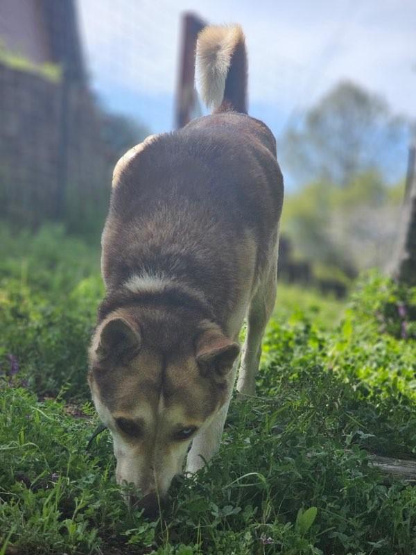 Enlarge Mocha, a Adoptable Siberian Husky in Ione, CA image 6/6