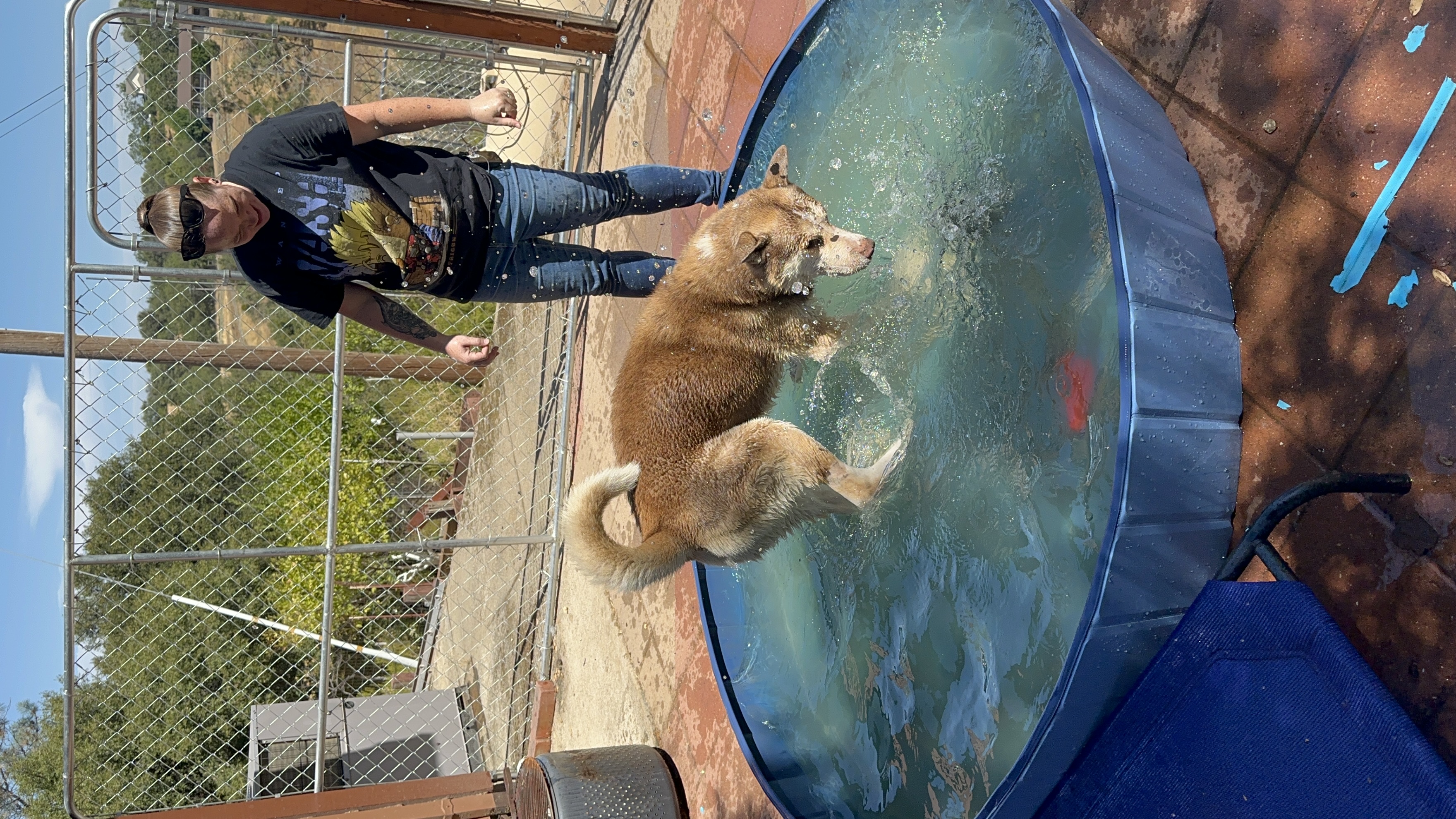 Enlarge Mocha, a Adoptable Siberian Husky in Ione, CA image 4/6