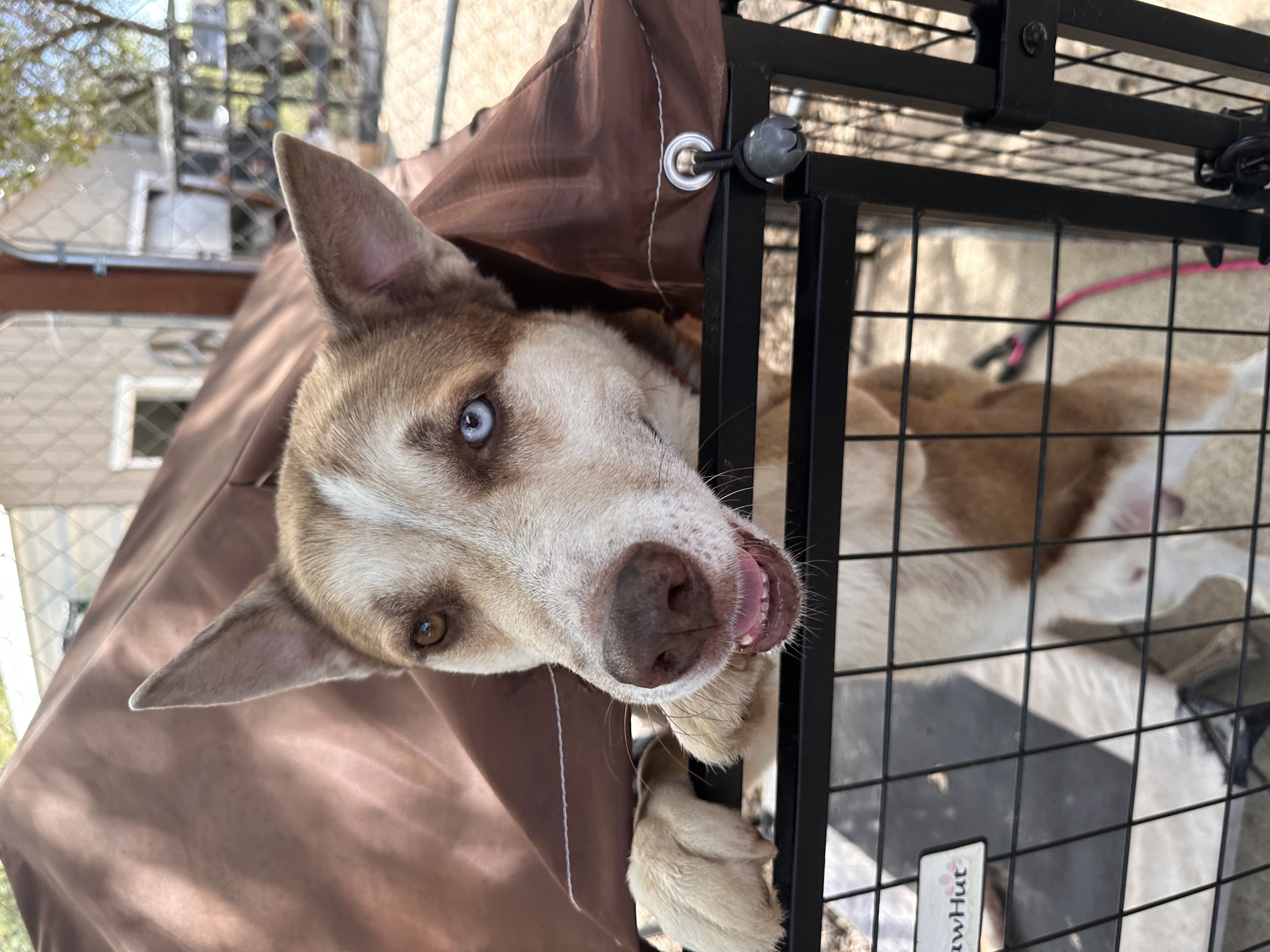 Enlarge Mocha, a Adoptable Siberian Husky in Ione, CA image 3/6