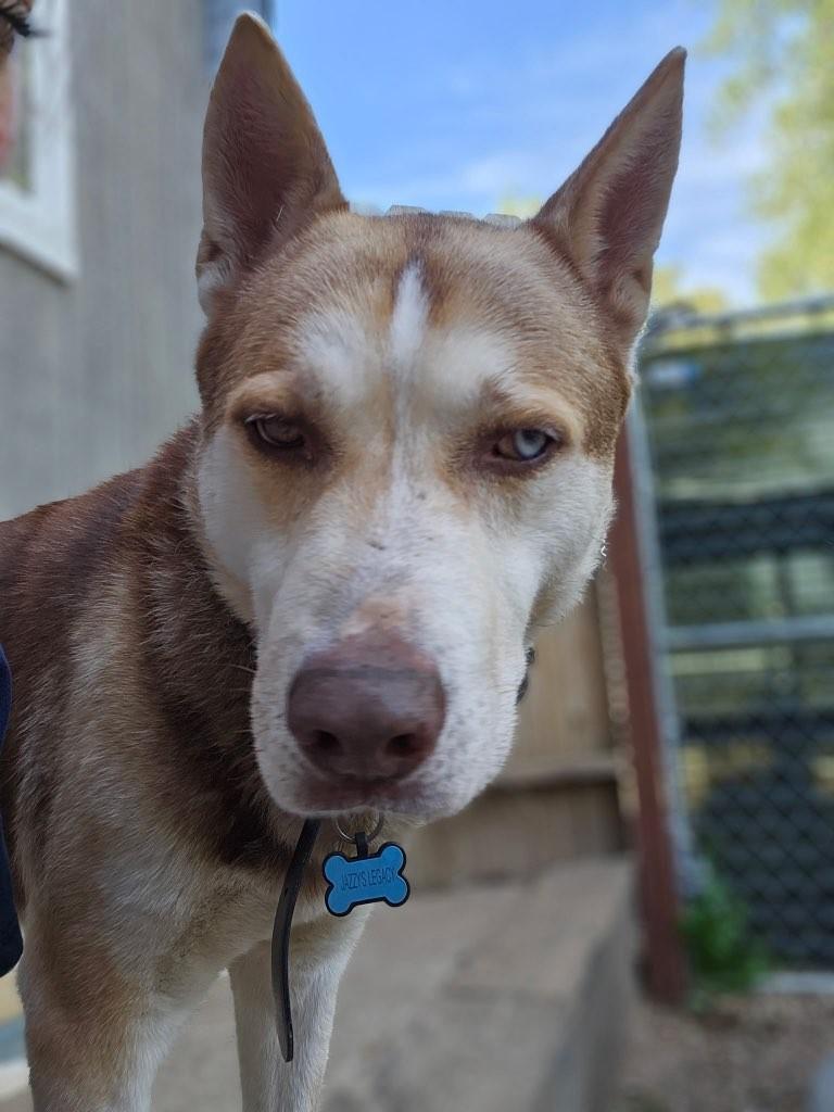 Enlarge Mocha, a Adoptable Siberian Husky in Ione, CA image 1/6