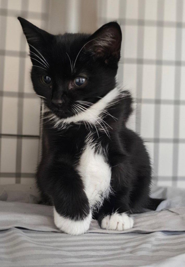 Enlarge Fallon, a Adoptable Domestic Short Hair in Lovingston, VA image 1/3
