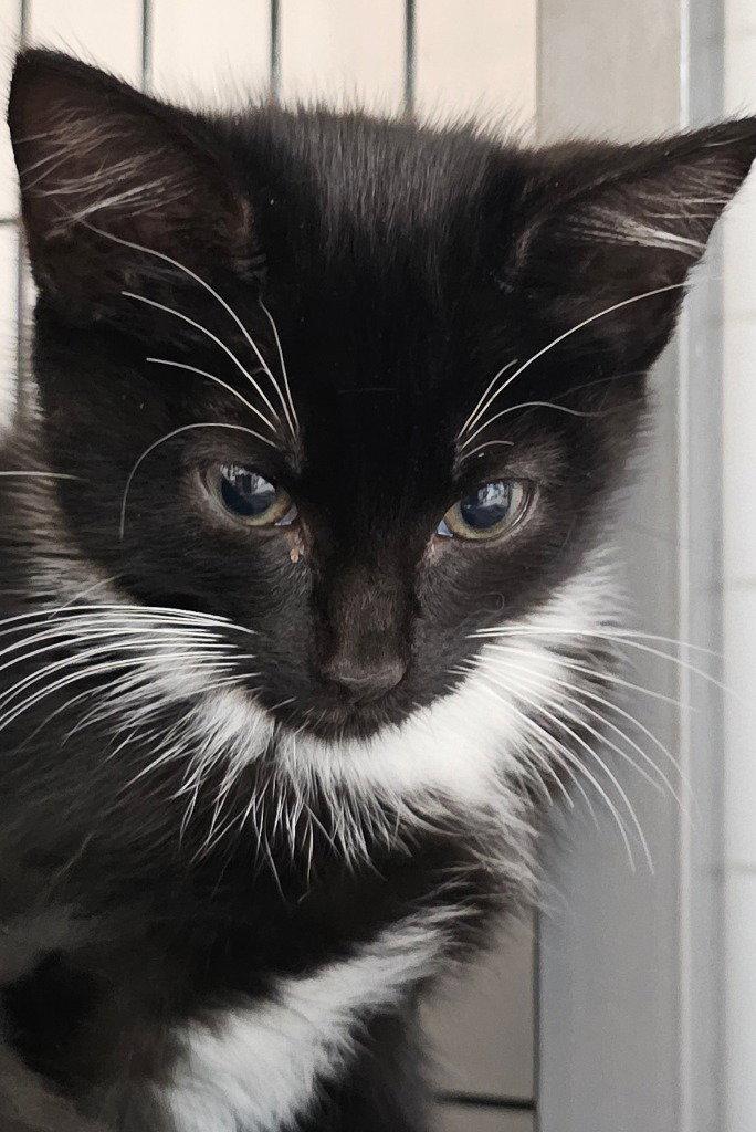 Enlarge Fallon, a Adoptable Domestic Short Hair in Lovingston, VA image 2/3