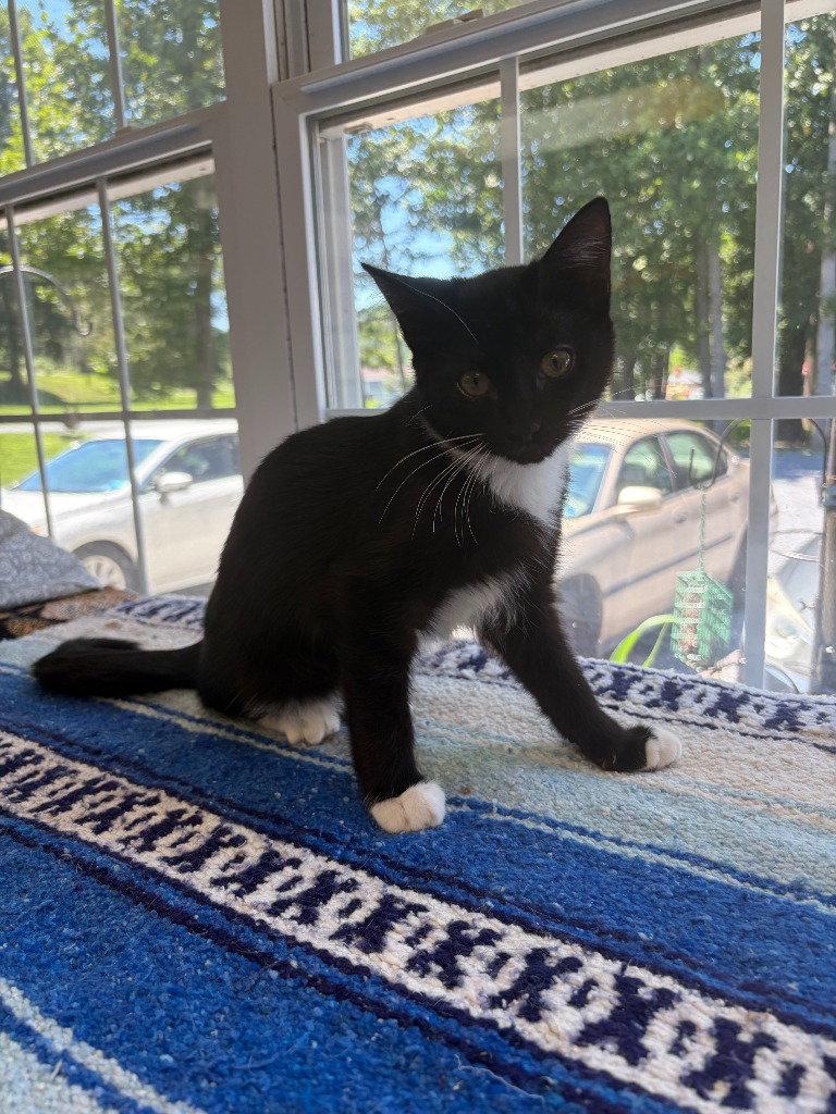Enlarge Fallon, a Adoptable Domestic Short Hair in Lovingston, VA image 3/3