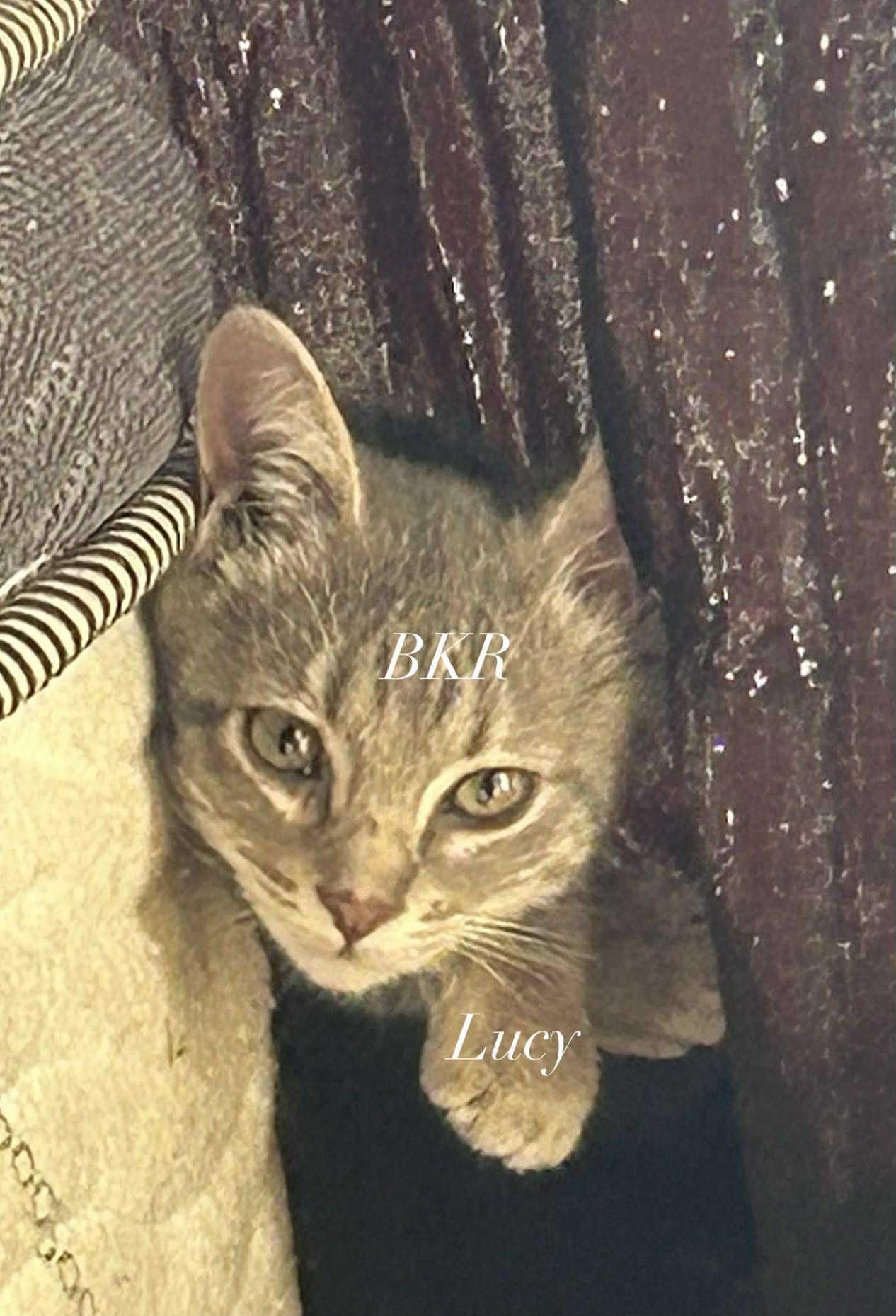 Lucy Pea, Adoptable, Kitten Female American Shorthair.