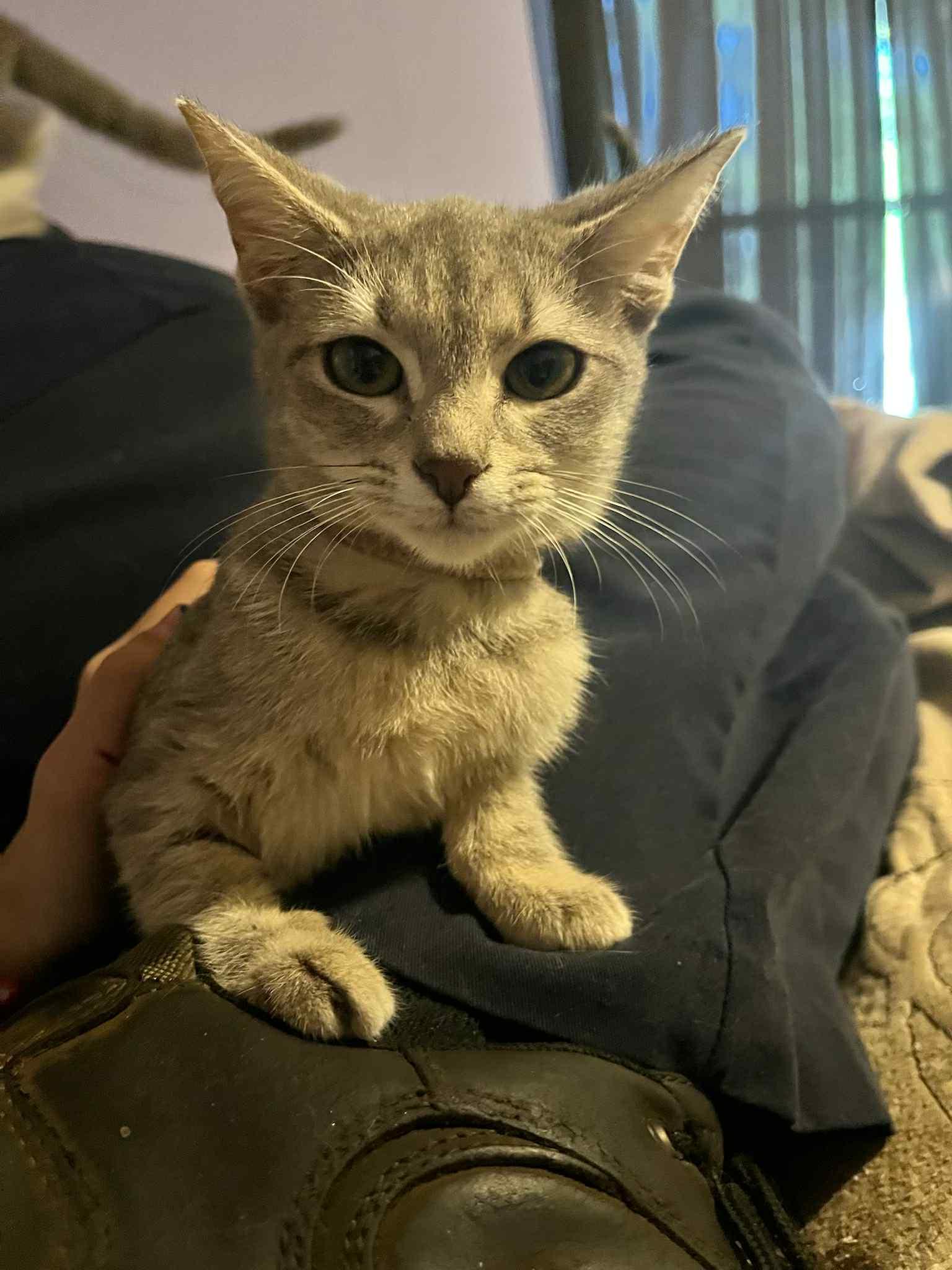 Lucy Pea, Adoptable, Kitten Female American Shorthair.