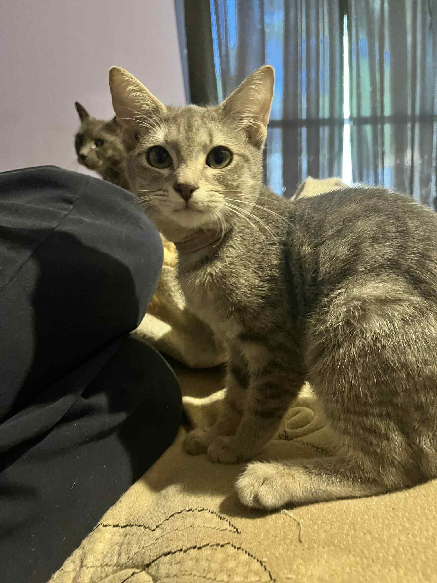 Enlarge Lucy Pea, a Adoptable American Shorthair in Charlotte, NC image 3/4