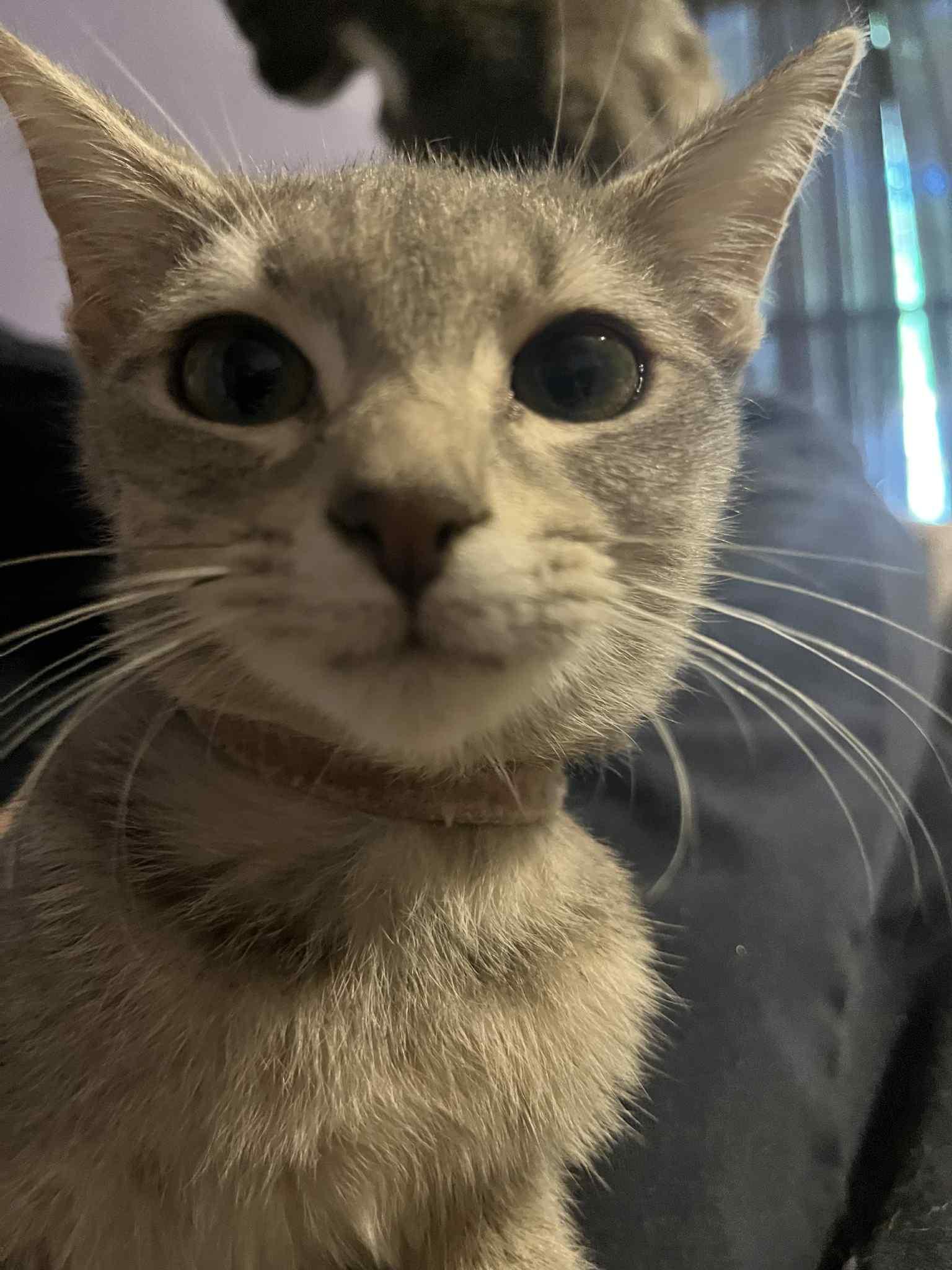 Enlarge Lucy Pea, a Adoptable American Shorthair in Charlotte, NC image 4/4