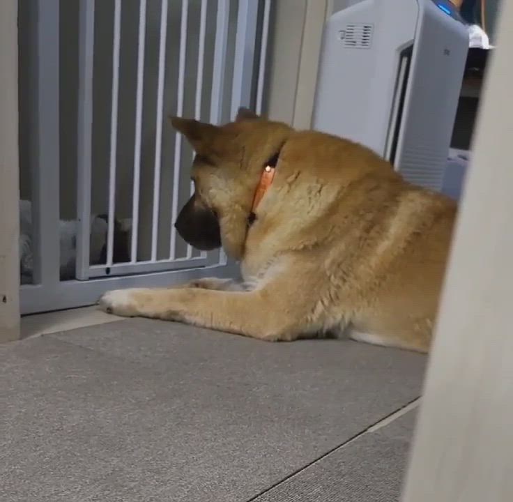 Enlarge Mishka, a Adopted mixed breed in Feasterville, PA video 6/11