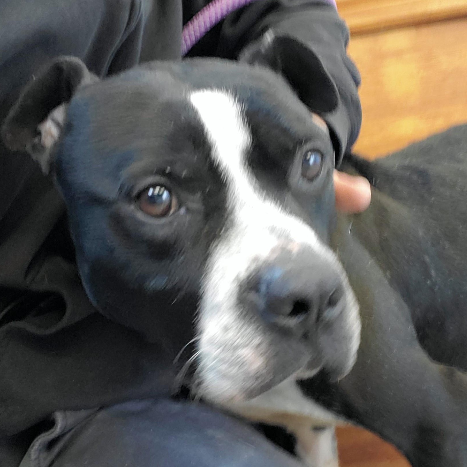 Enlarge Hydrox, a Adoptable American Staffordshire Terrier in Jersey city, NJ image 1/1