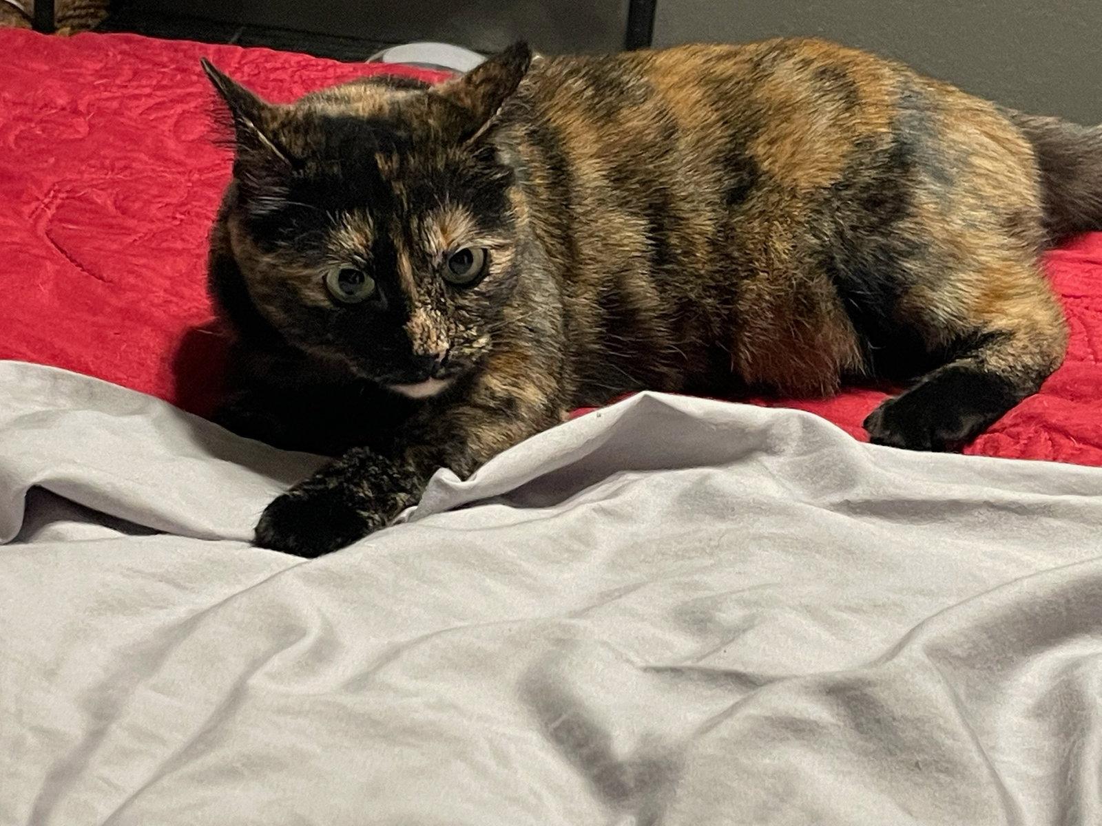 Enlarge Breezy, a Adopted American Shorthair in Euless, TX image 2/3