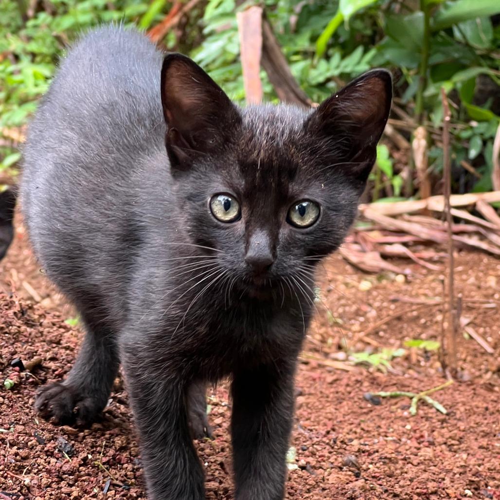 Kuma, Adoptable, Kitten Male Domestic Short Hair.