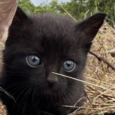 Kuma, Adoptable, Kitten Male Domestic Short Hair.
