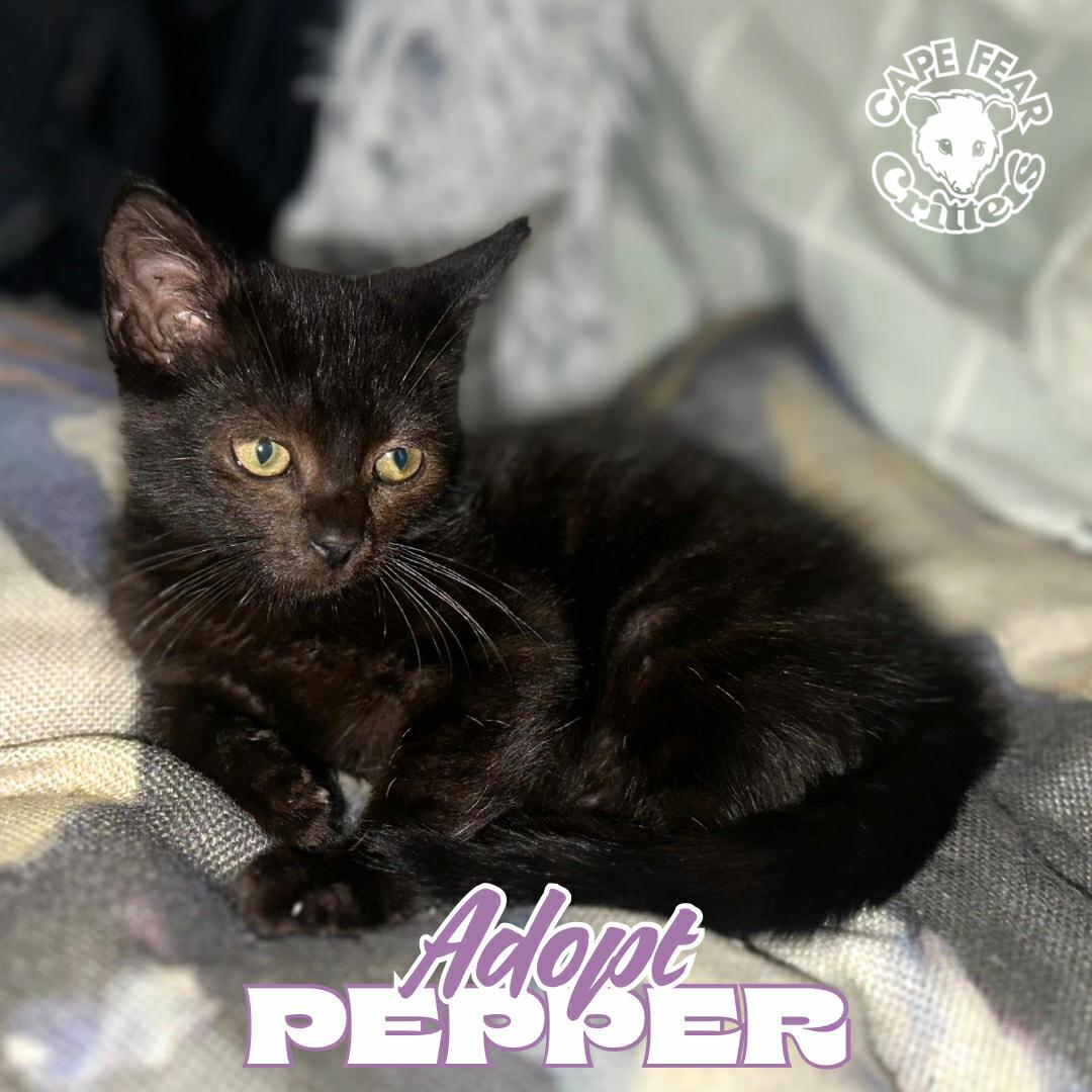 Enlarge Pepper, a Adopted Domestic Short Hair in Wilmington, NC image 1/1