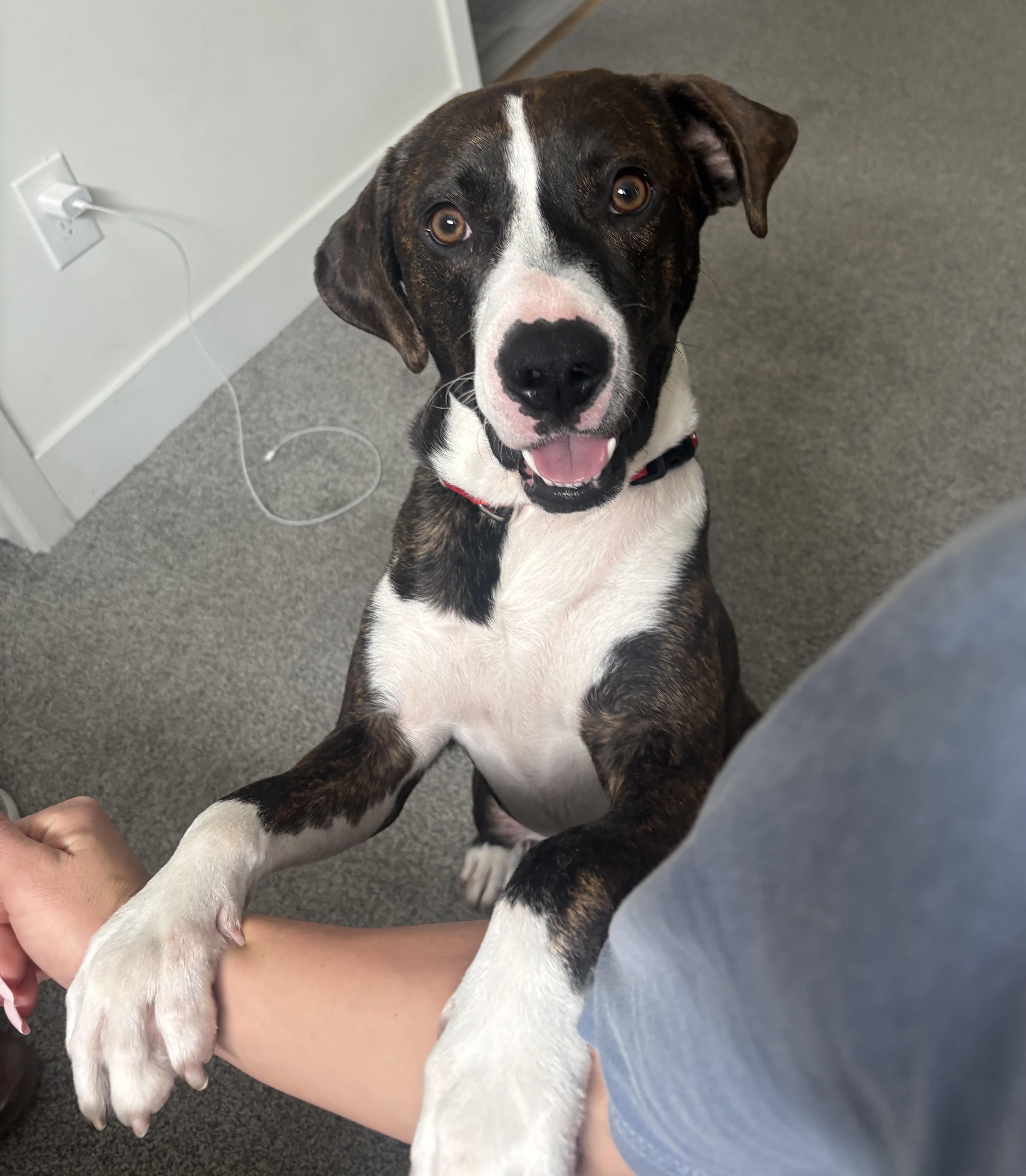 Enlarge Barry, an adopted mixed breed in Littleton, CO image 1/6