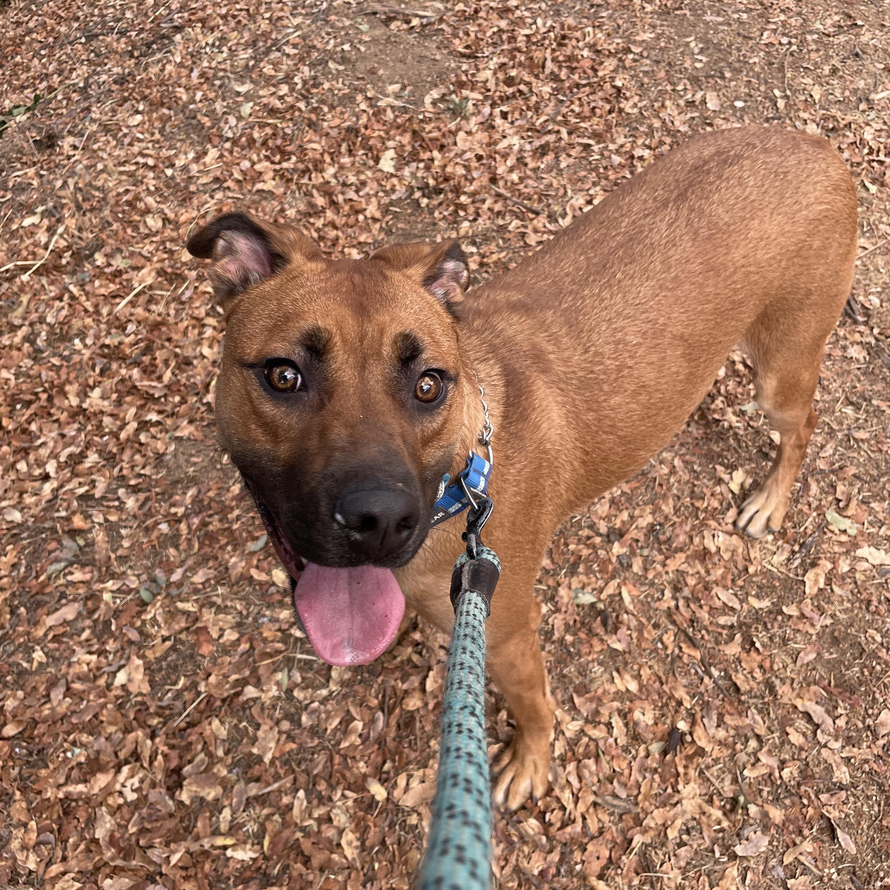 Enlarge Dakota 0125, a Adoptable mixed breed in Sonora, CA image 2/5