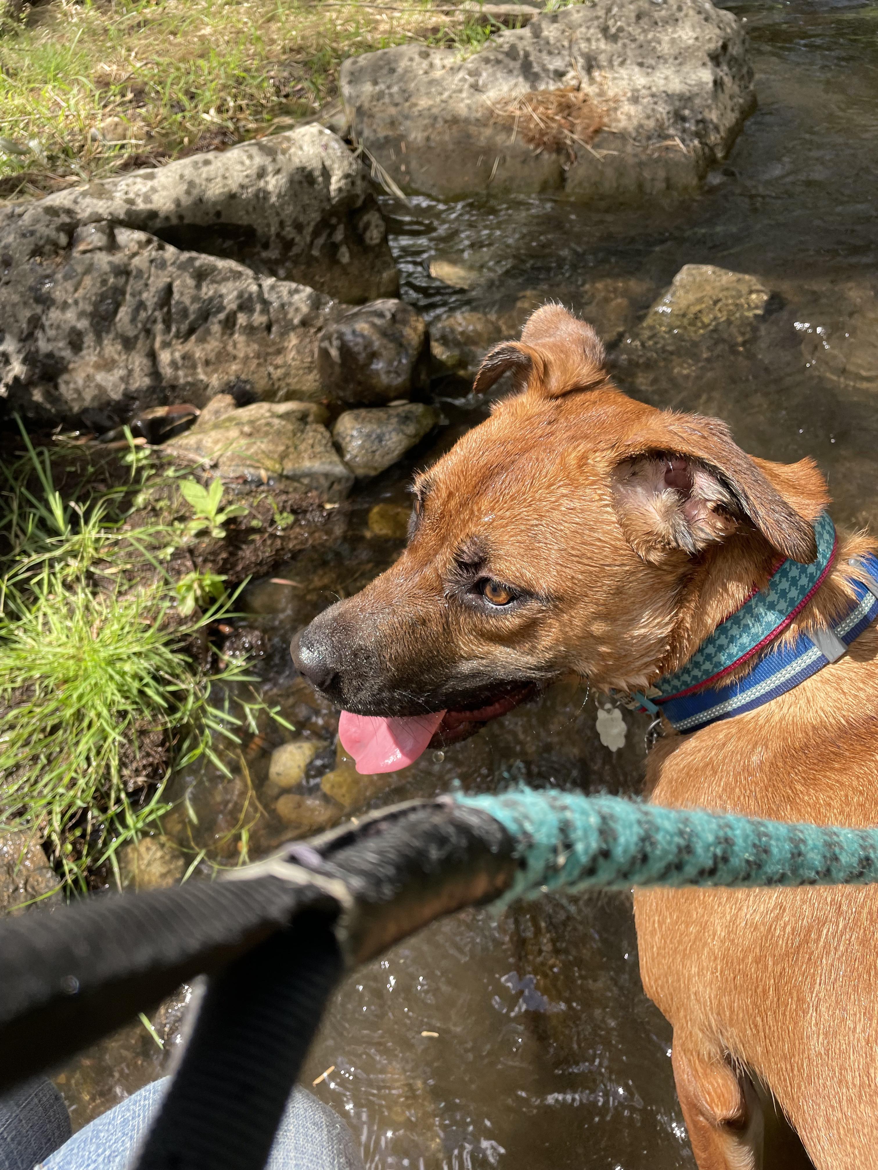 Enlarge Dakota 0125, a Adoptable mixed breed in Sonora, CA image 4/5
