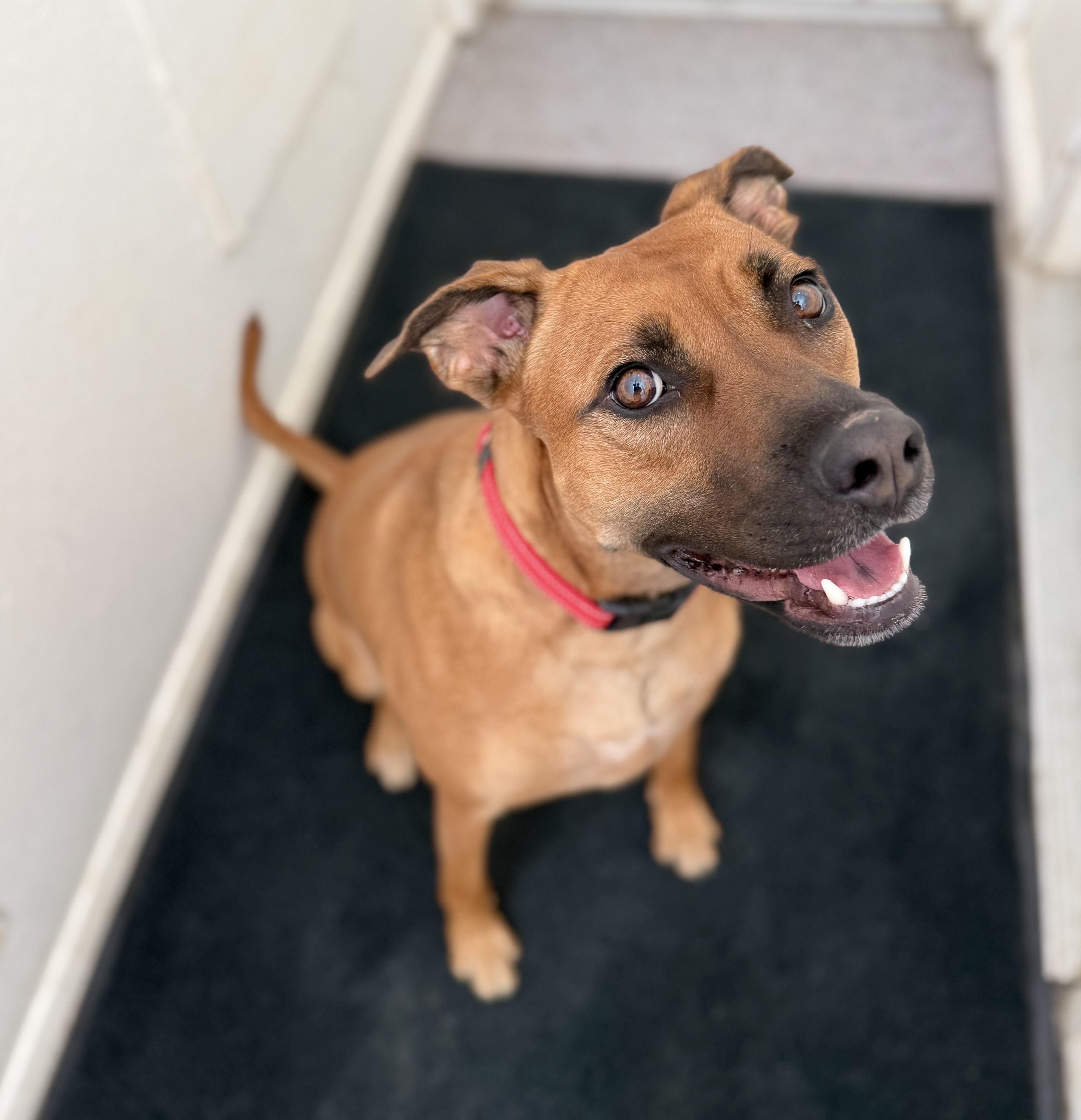 Enlarge Dakota 0125, a Adoptable mixed breed in Sonora, CA image 5/5