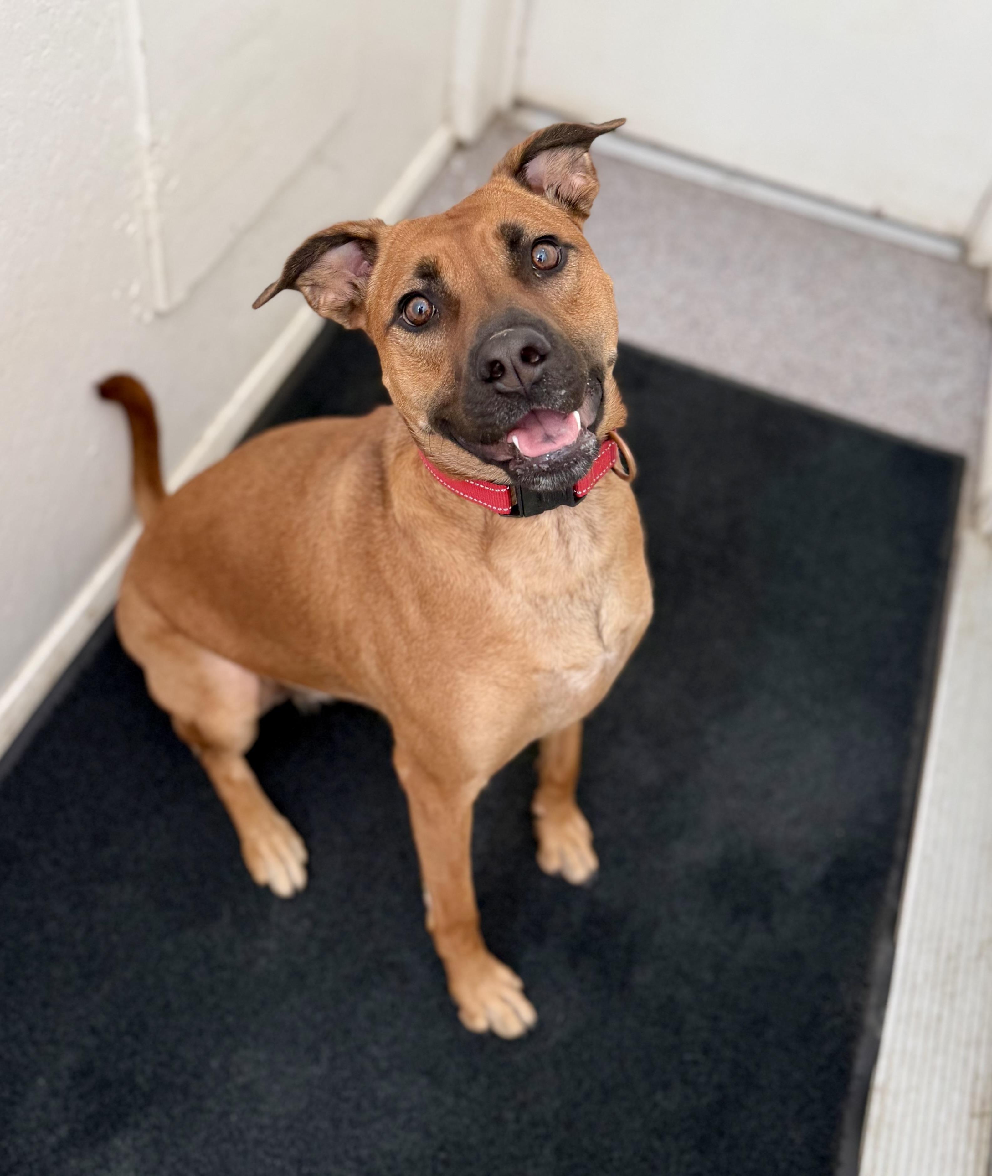 Enlarge Dakota 0125, a Adoptable mixed breed in Sonora, CA image 1/5