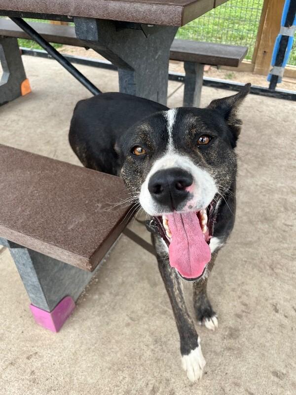 Love's, Adoptable, Adult Female Mixed Breed.