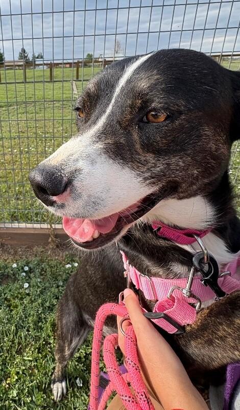 Enlarge Love's, a Adoptable Mixed Breed in Fort Collins, CO image 2/6