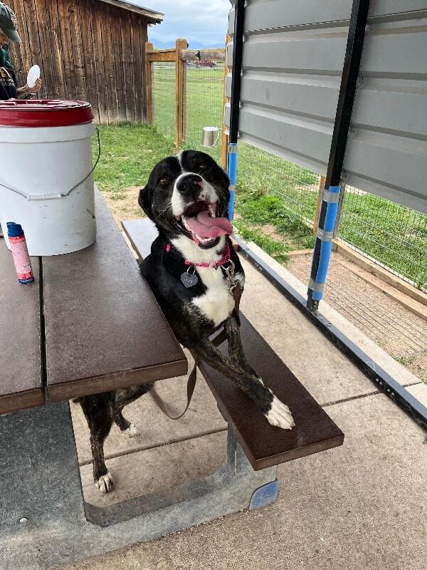 Enlarge Love's, a Adoptable Mixed Breed in Fort Collins, CO image 3/6