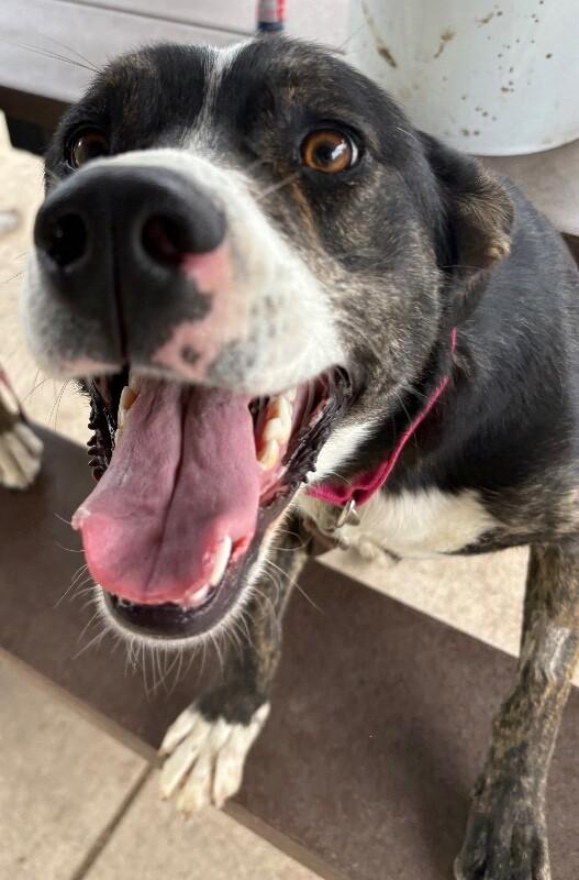 Enlarge Love's, a Adoptable Mixed Breed in Fort Collins, CO image 4/6