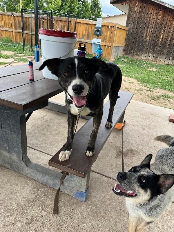 Enlarge Love's, a Adoptable Mixed Breed in Fort Collins, CO image 5/6