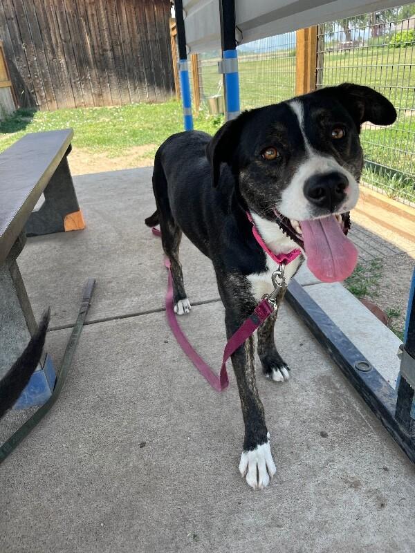 Enlarge Love's, a Adoptable Mixed Breed in Fort Collins, CO image 6/6