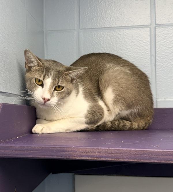 Enlarge Nibbles, a Adoptable mixed breed in Canton, GA image 1/1