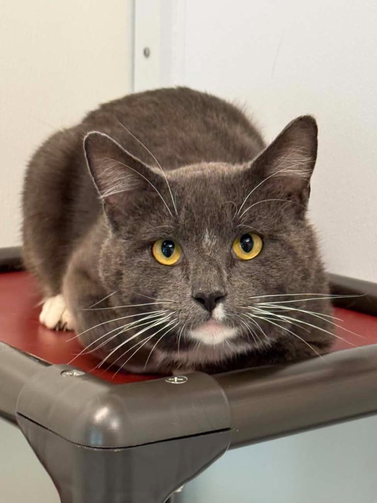 Humvee, Adoptable, Adult Male Domestic Short Hair.