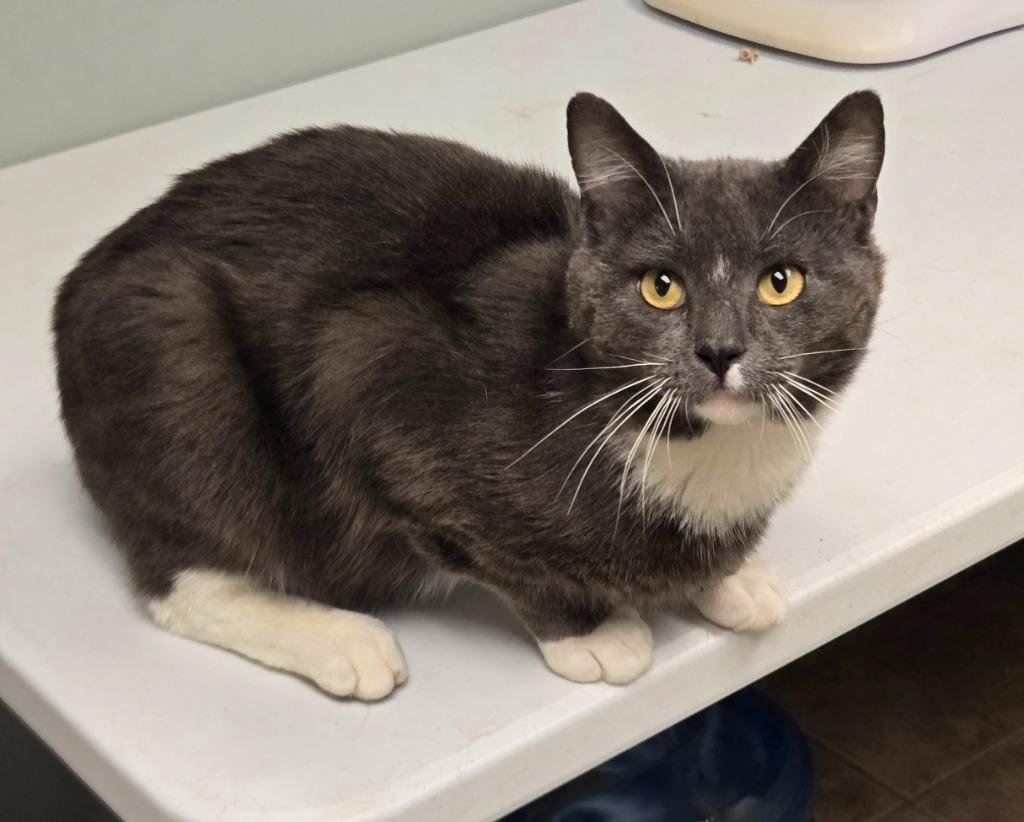 Humvee, a Adoptable mixed breed in Viroqua, WI image 2/3