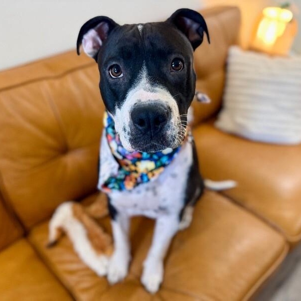 Harlen Franny Best-Friend Energy and Hocus Pocus Magic — thumbnail 3