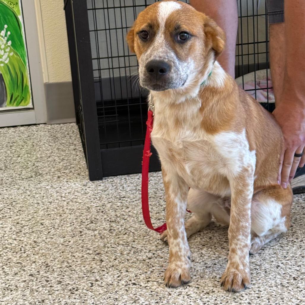 Bruno, Adoptable, Young Male Cattle Dog & Mixed Breed.