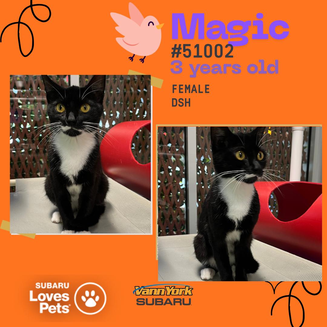 Magic, a Adoptable Domestic Short Hair in Randleman, NC image 1/2