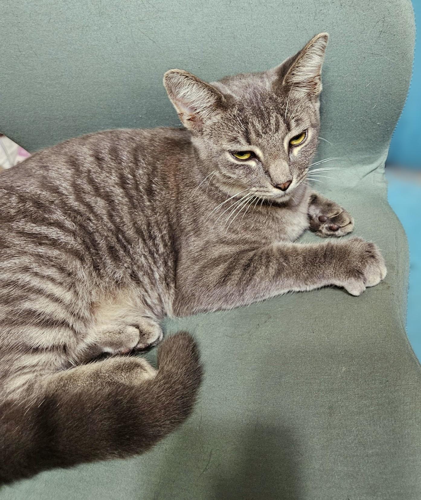 Enlarge Kato, a Adoptable Tabby in New Albany, OH image 4/4