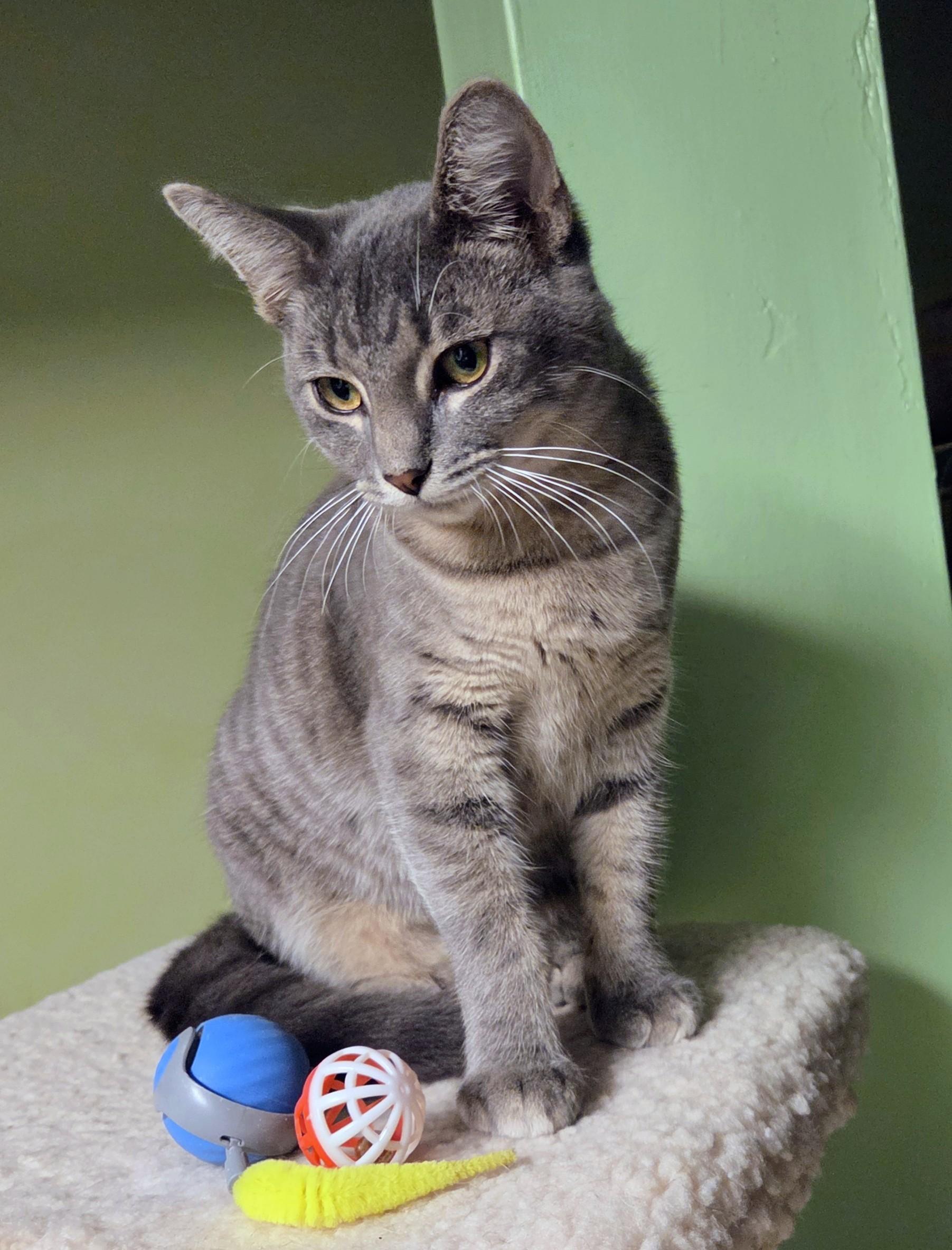 Enlarge Kato, a Adoptable Tabby in New Albany, OH image 3/4