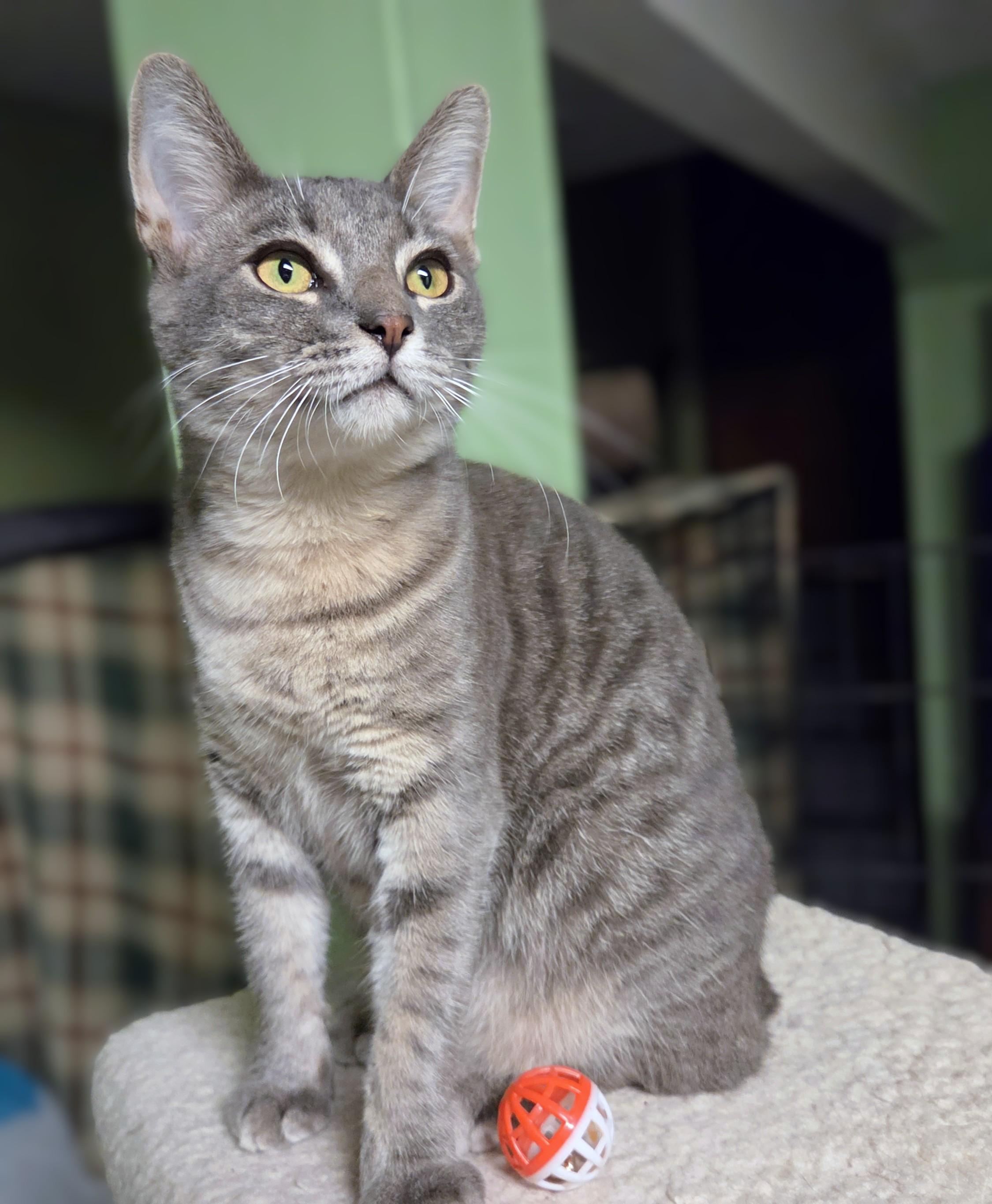 Kato, Adoptable, Young Male Tabby.