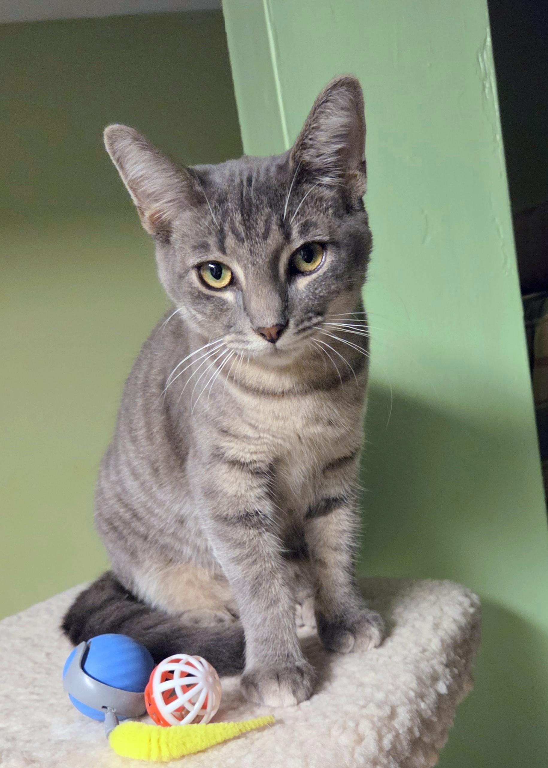 Enlarge Kato, a Adoptable Tabby in New Albany, OH image 2/4