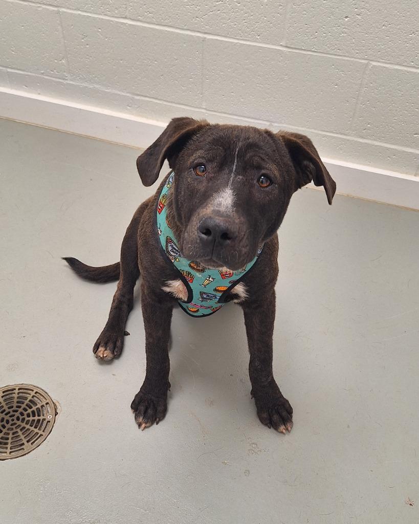 Enlarge Smokey, a Adoptable mixed breed in Noble, OK image 3/3