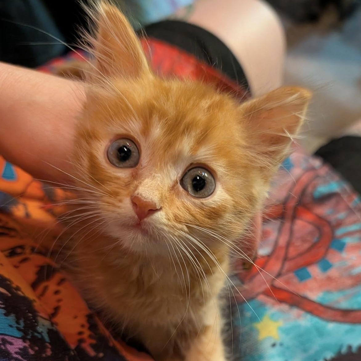 Enlarge Twix, a Adoptable Domestic Short Hair in San Diego, CA image 1/1