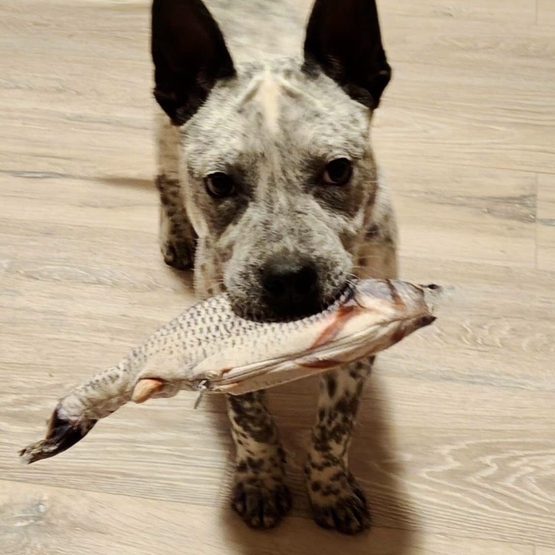 Franko, Adoptable, Puppy Male Australian Cattle Dog / Blue Heeler & Pit Bull Terrier.