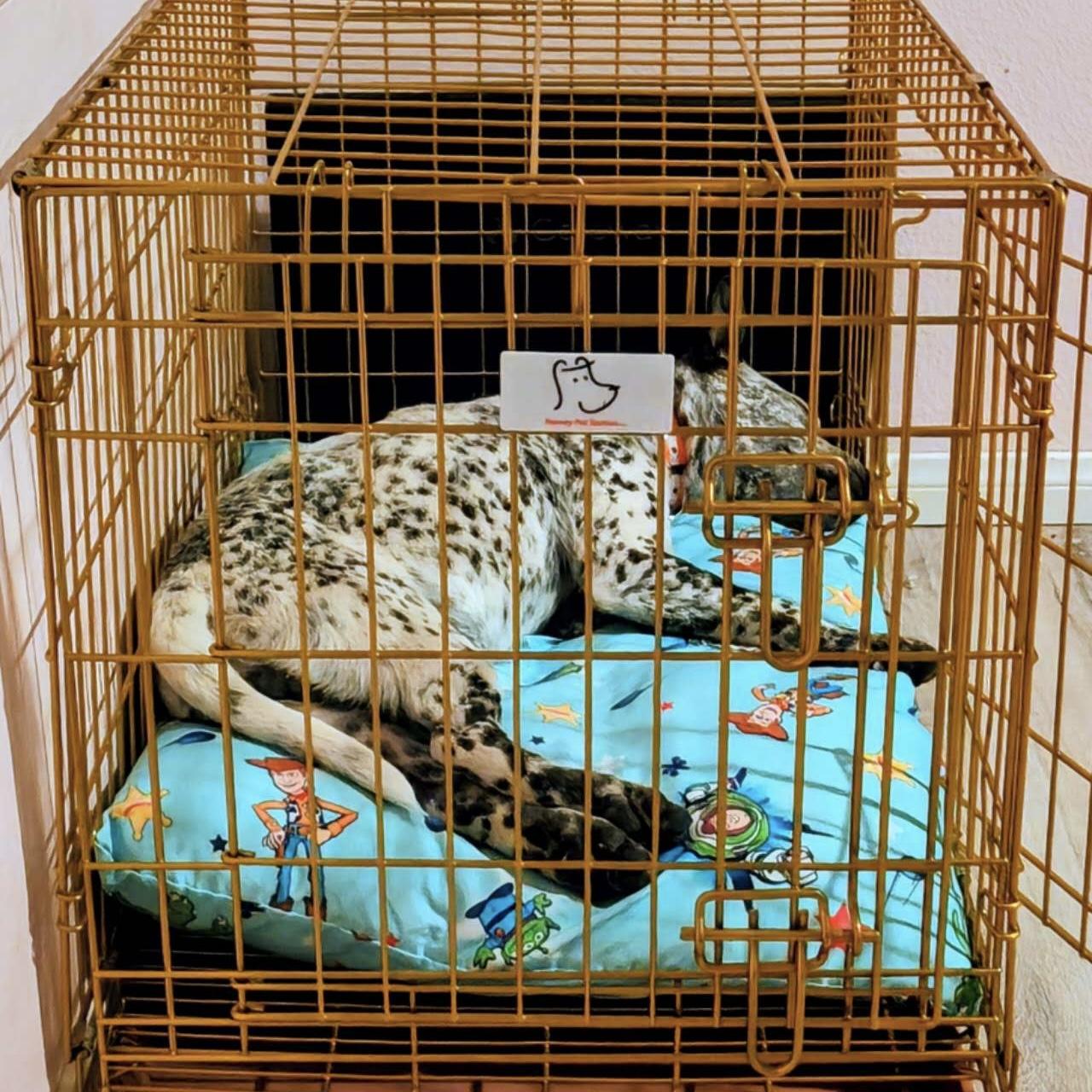 Enlarge Franko, a Adoptable mixed breed in Van Nuys, CA image 4/5