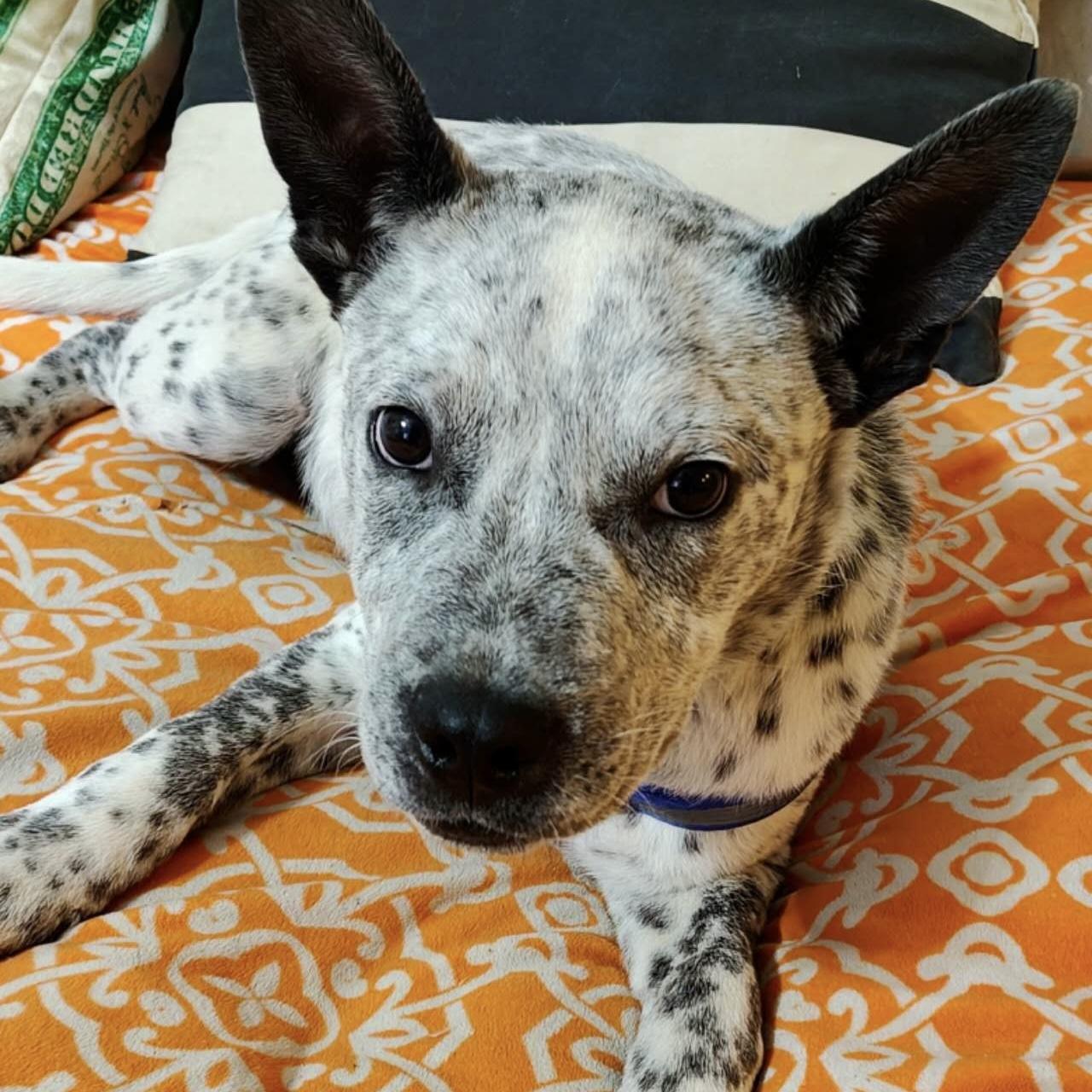 Enlarge Franko, a Adoptable mixed breed in Van Nuys, CA image 2/5