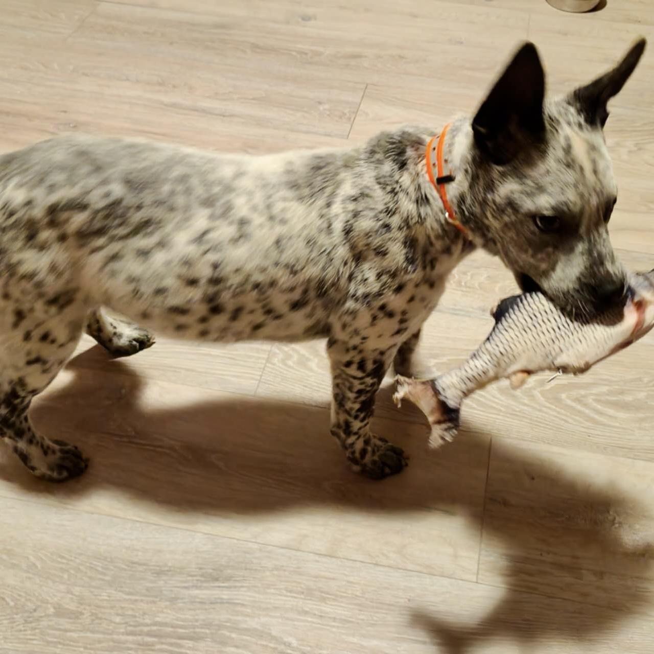 Enlarge Franko, a Adoptable mixed breed in Van Nuys, CA image 3/5